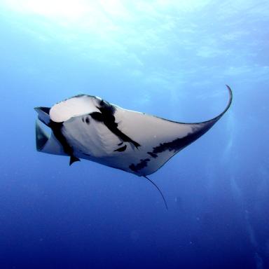 Picture of manta ray swimming in open ocean
