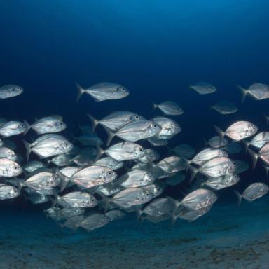 fish school