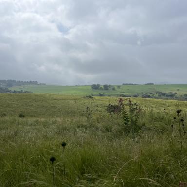 south africa grassland