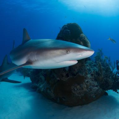 white tipped reef shark swimming around a reef