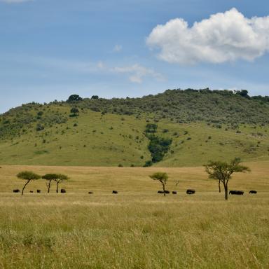 grazing elephants