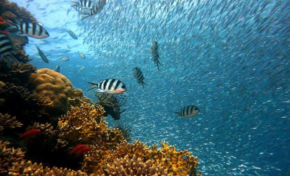fish on coral reef