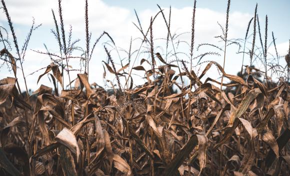 dried corn crop